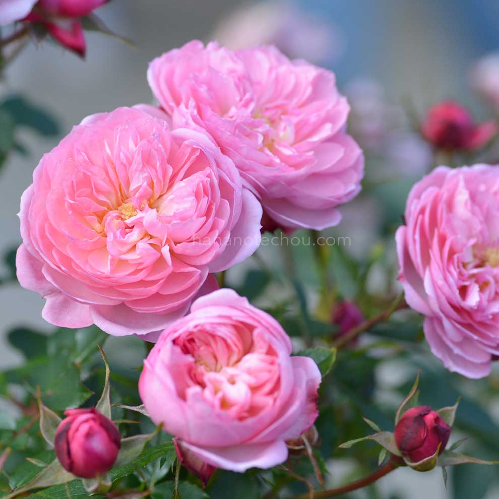 バラ クイーンズ ロンドン チャイルド｜花の手帖の薔薇図鑑