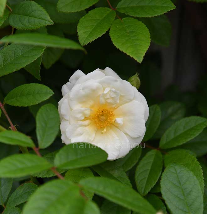 バラ マドレーヌセルツァ｜花の手帖の薔薇図鑑