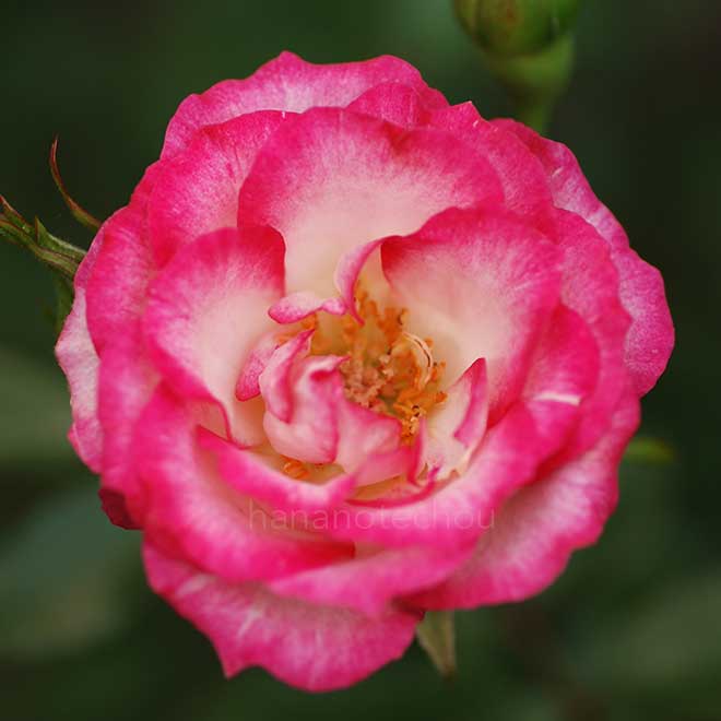 バラ マジック キャローセル｜花の手帖の薔薇図鑑