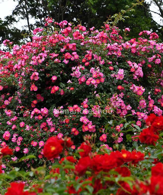 バラ マジック メイディランド
|花の手帖の薔薇図鑑