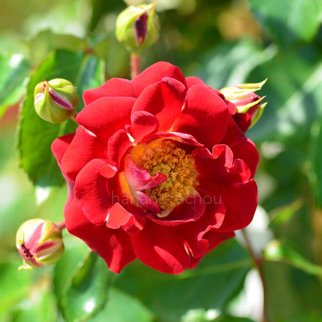 バラ |花の手帖の薔薇図鑑