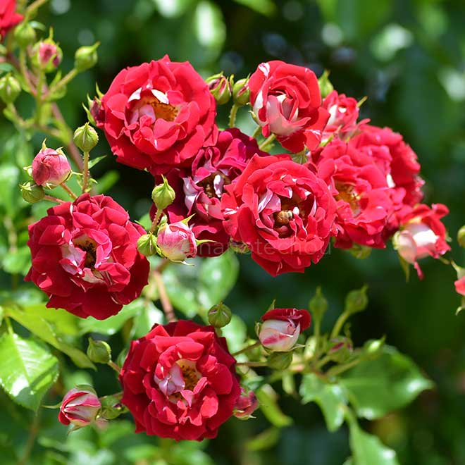 バラ |花の手帖の薔薇図鑑