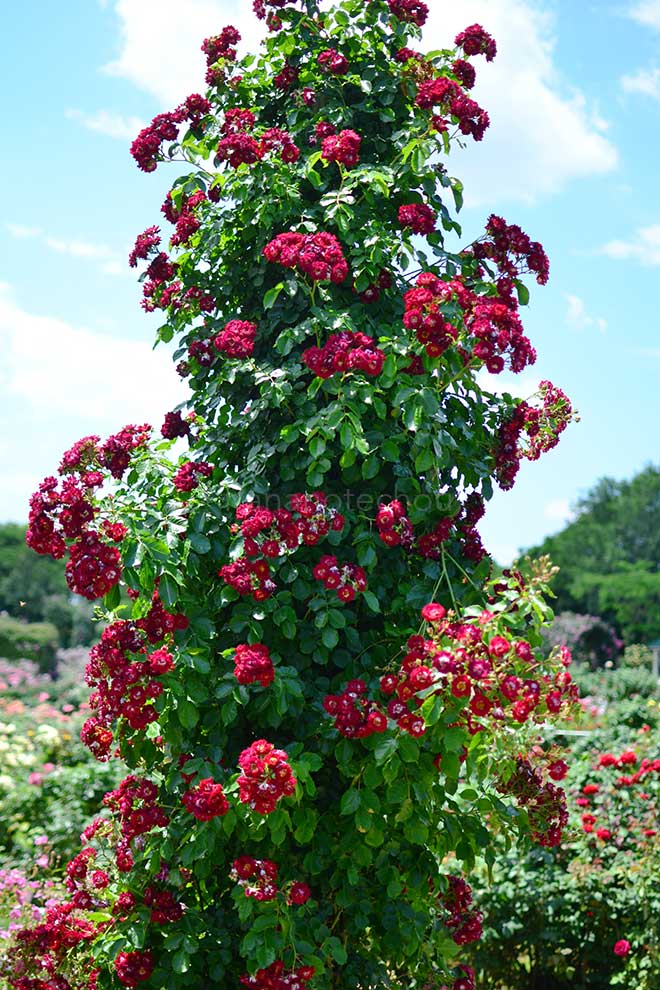 バラ |花の手帖の薔薇図鑑