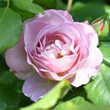 バラ まほろば｜花の手帖の薔薇図鑑