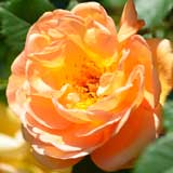 バラ メイゴールド｜花の手帖の薔薇図鑑