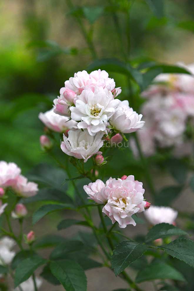 バラ 舞娘｜花の手帖の薔薇図鑑