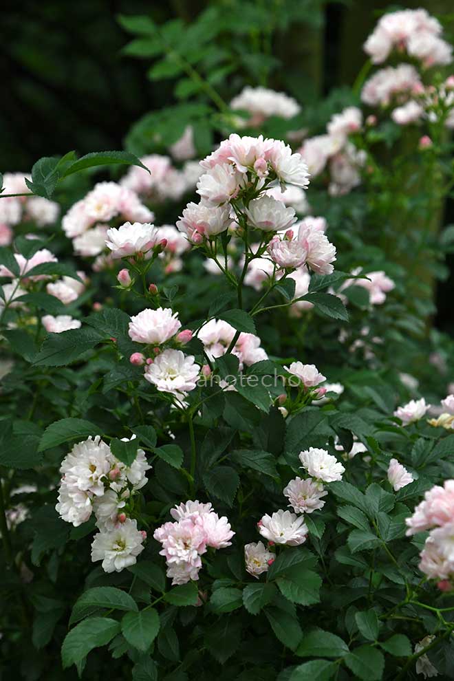 バラ 舞娘｜花の手帖の薔薇図鑑