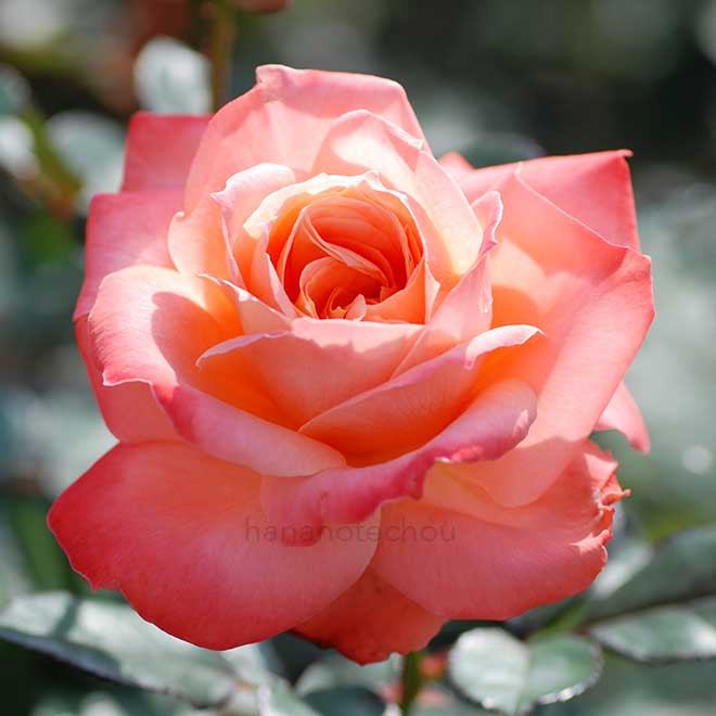 バラ マジョレット｜花の手帖の薔薇図鑑