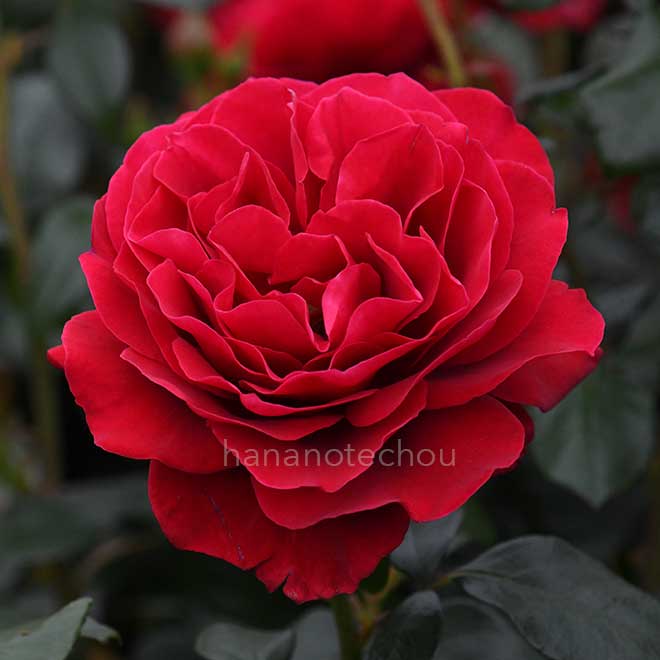 バラ マヨルカ｜花の手帖の薔薇図鑑