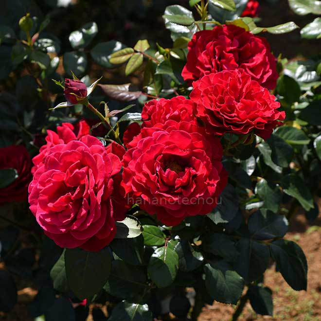 バラ マヨルカ｜花の手帖の薔薇図鑑