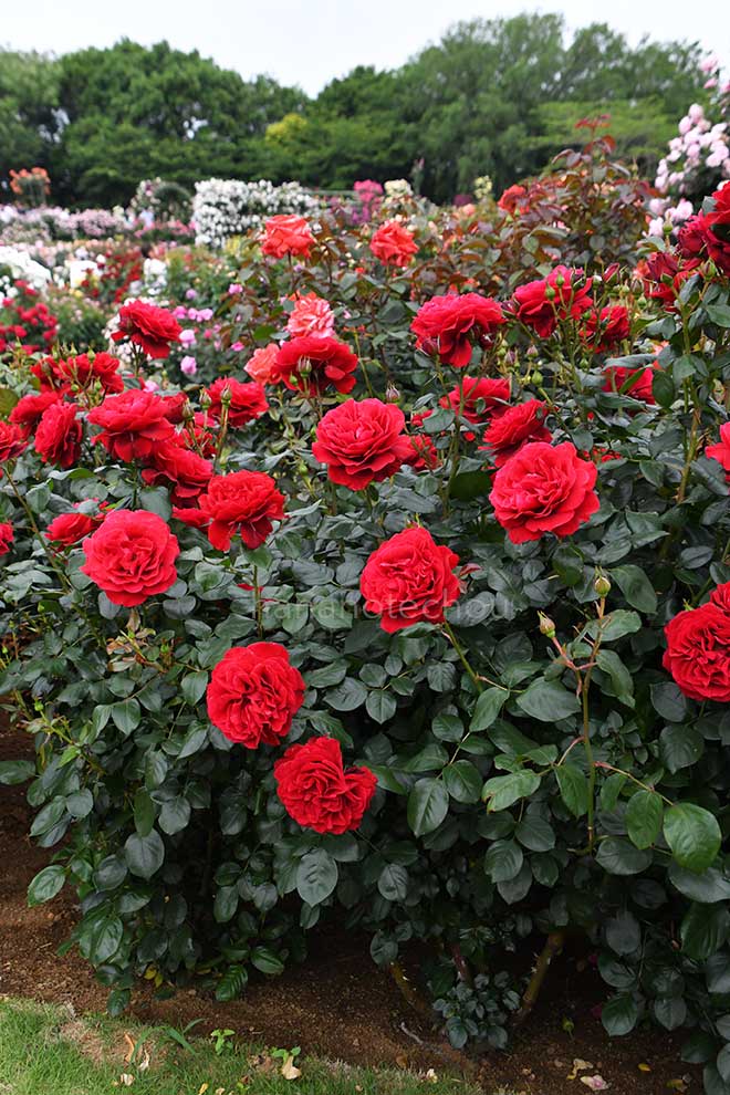 バラ マヨルカ｜花の手帖の薔薇図鑑