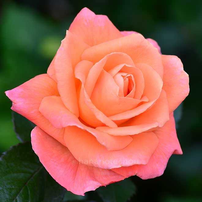 バラ マンマ ミーア!|花の手帖の薔薇図鑑