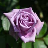 バラ マミー ブルー｜花の手帖の薔薇図鑑