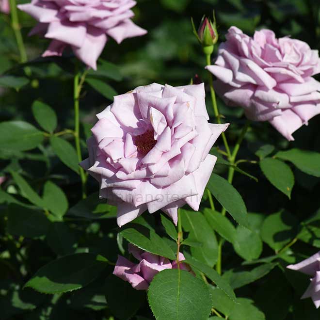 バラ マミー ブルー｜花の手帖の薔薇図鑑
