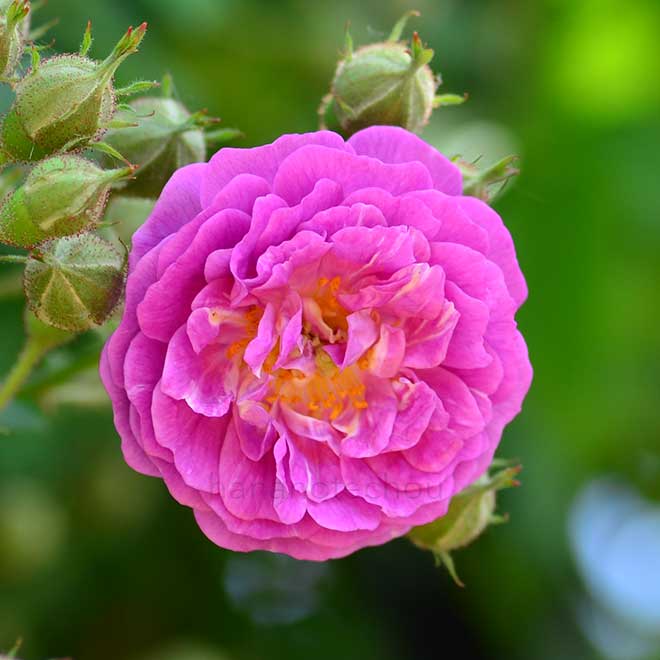 バラ マニントン マウブ ランブラー|花の手帖の薔薇図鑑