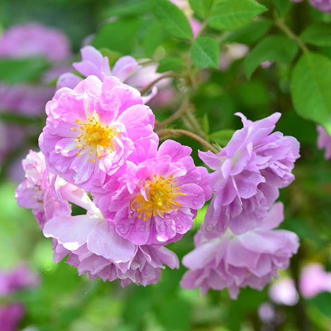 バラ マニントン マウブ ランブラー|花の手帖の薔薇図鑑