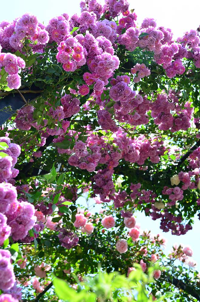 バラ マニントン マウブ ランブラー|花の手帖の薔薇図鑑