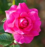 バラ マヌウ メイアン｜花の手帖の薔薇図鑑