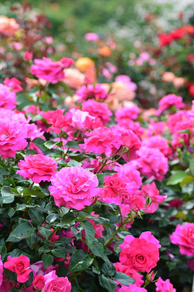 バラ マヌウ メイアン｜花の手帖の薔薇図鑑