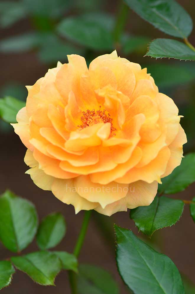 バラ 万葉｜花の手帖の薔薇図鑑