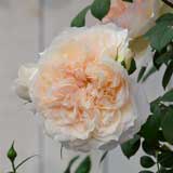 バラ マルク アントン シャルポンティエ｜花の手帖の薔薇図鑑