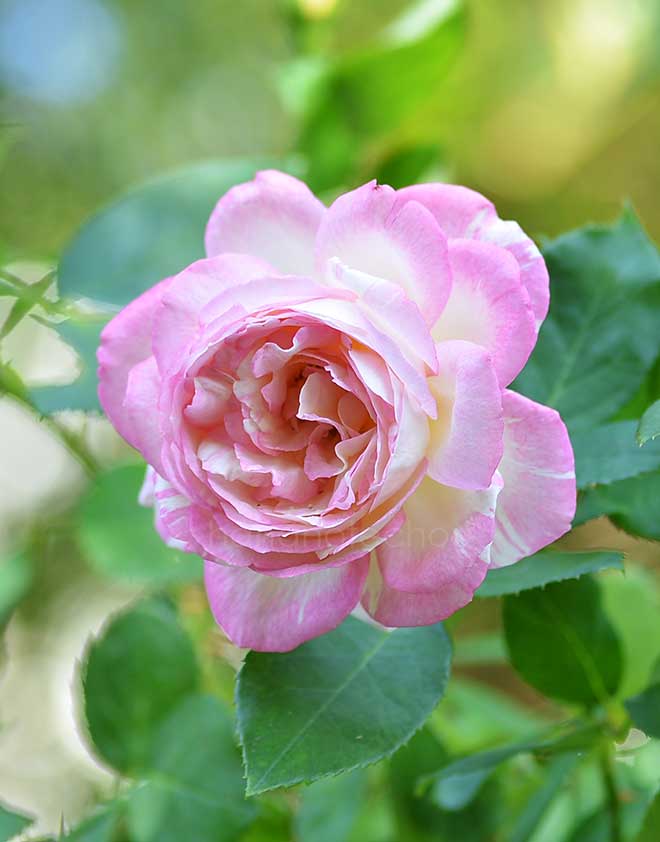 バラ マルク シャガール｜花の手帖の薔薇図鑑