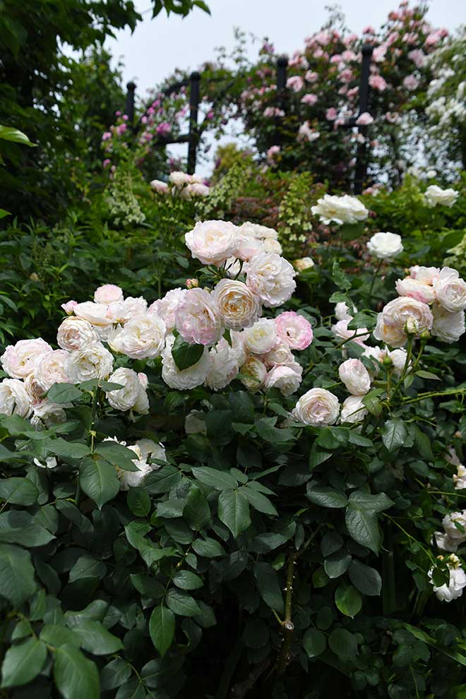 バラ マーシャ スタンホープ｜花の手帖の薔薇図鑑