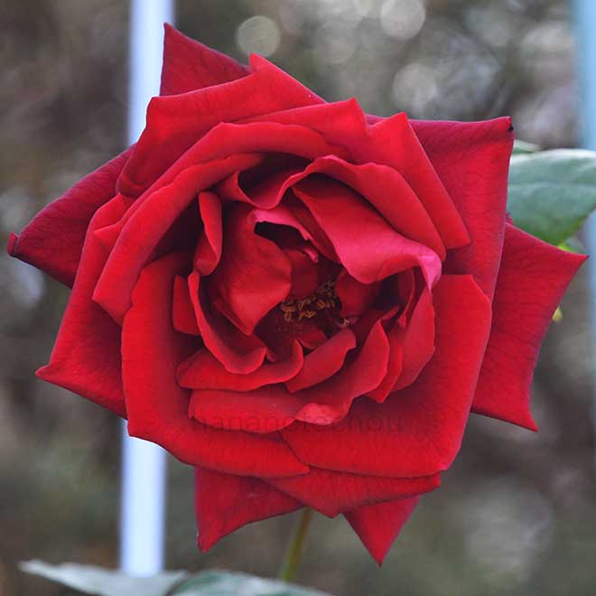 バラ つる マルディ グラ｜花の手帖の薔薇図鑑