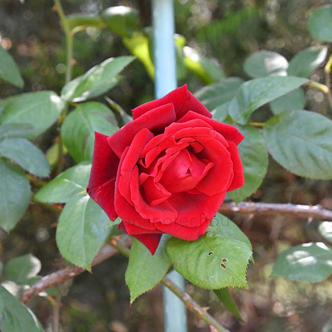 バラ つる マルディ グラ｜花の手帖の薔薇図鑑