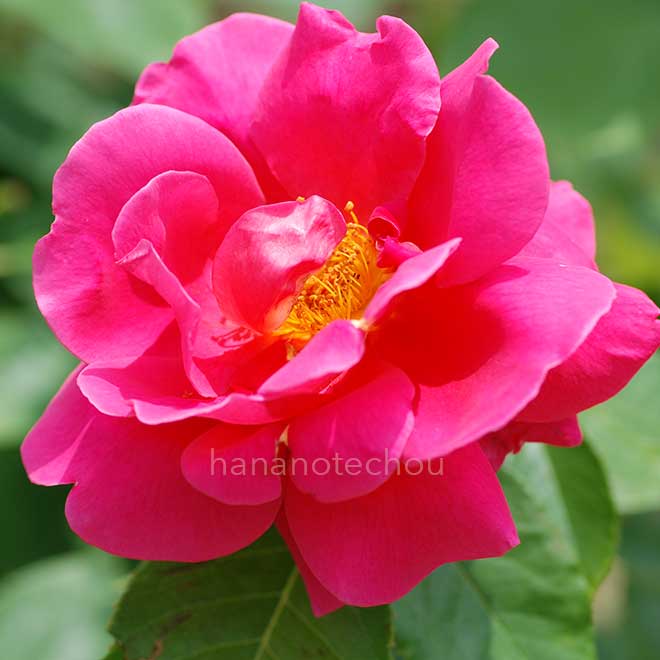 バラ マーガレット マクレディ｜花の手帖の薔薇図鑑