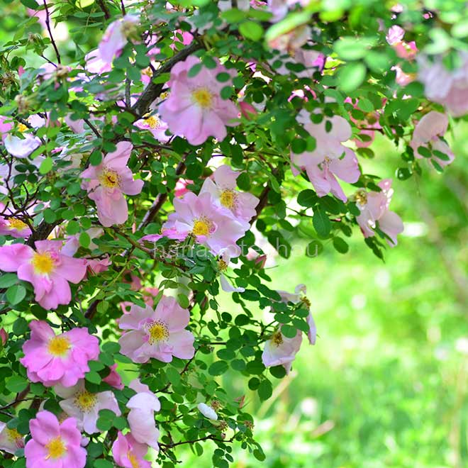 バラ マーガレット ヒーリング
｜花の手帖の薔薇図鑑