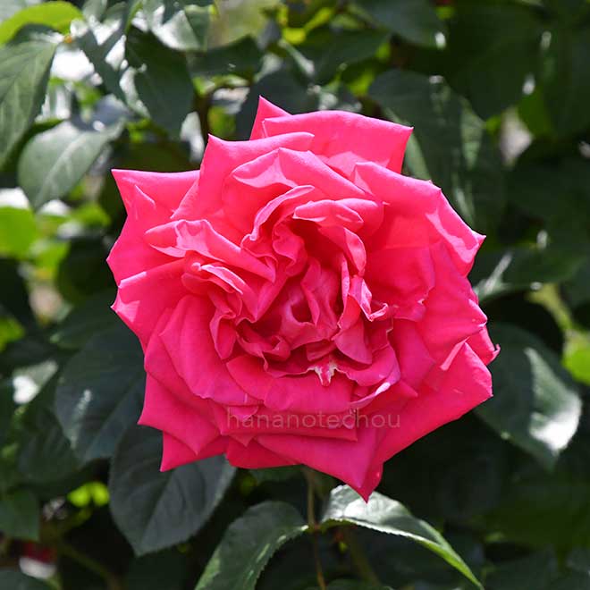 バラ マリア カラス｜花の手帖の薔薇図鑑
