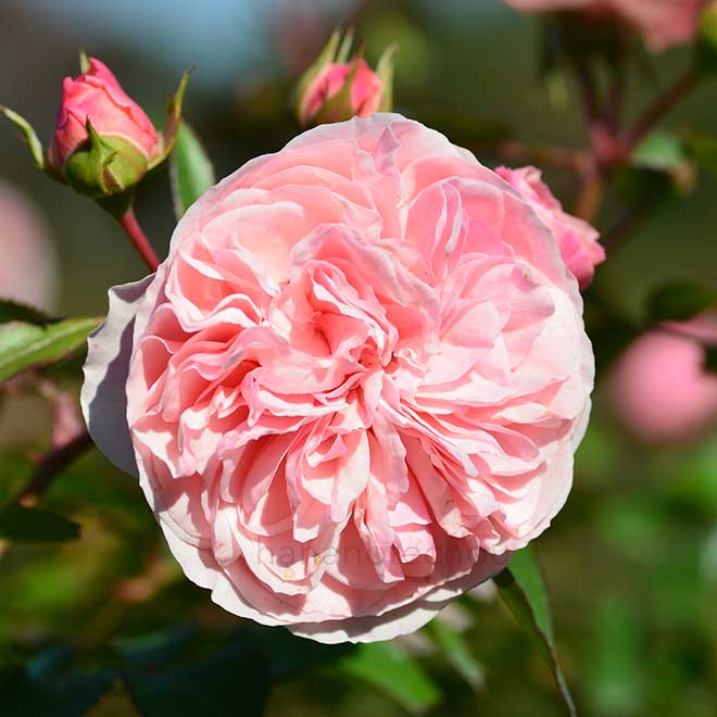 バラ マリアテレジア｜花の手帖の薔薇図鑑
