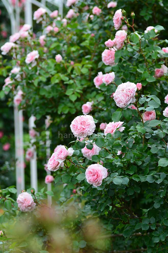 バラ マリアテレジア｜花の手帖の薔薇図鑑