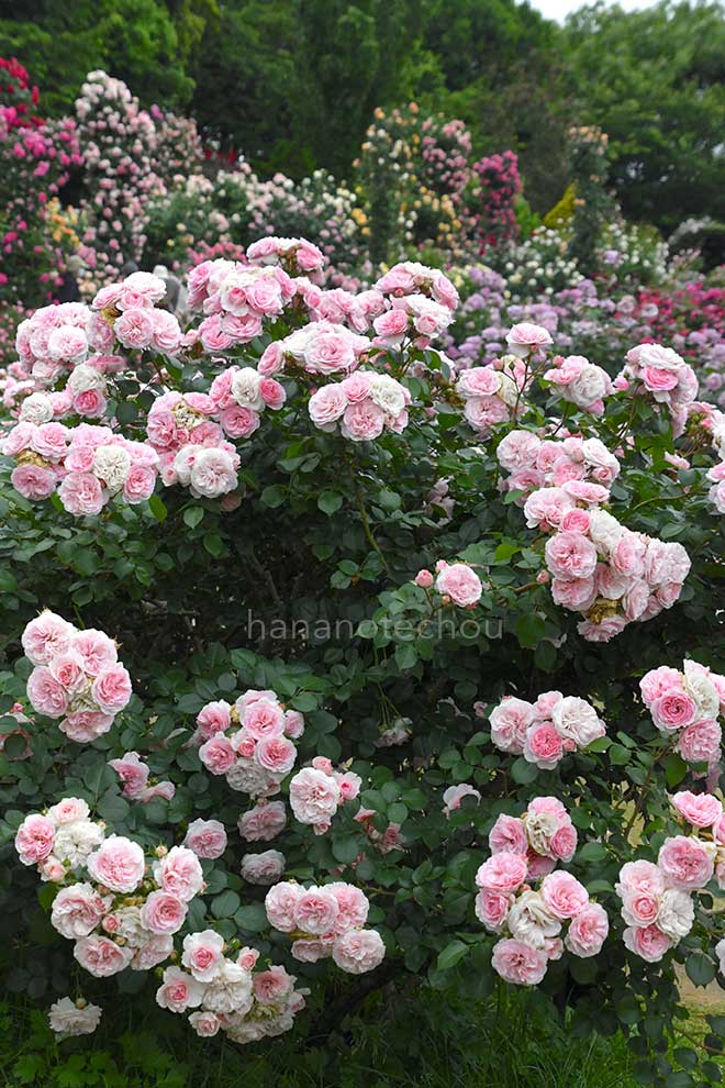 バラ マリアテレジア｜花の手帖の薔薇図鑑