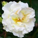 バラ マリーキュリーIYC2011｜花の手帖の薔薇図鑑