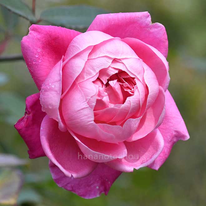 バラ マリー デュシェ|花の手帖の薔薇図鑑