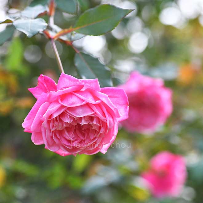 バラ マリー デュシェ|花の手帖の薔薇図鑑