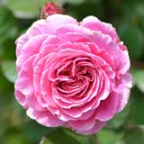 バラ マリー ヘンリエッテ|花の手帖の薔薇図鑑