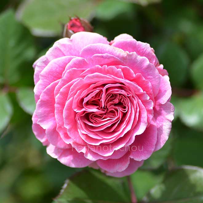 バラ マリーヘンリエッテ｜花の手帖の薔薇図鑑