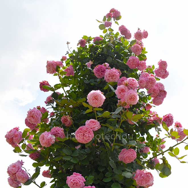 バラ マリーヘンリエッテ｜花の手帖の薔薇図鑑