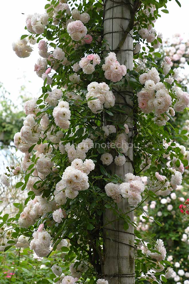 バラ マリー ジャンヌ|花の手帖の薔薇図鑑