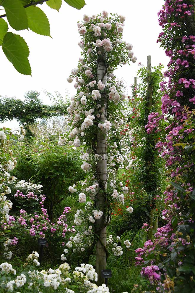バラ マリー ジャンヌ|花の手帖の薔薇図鑑