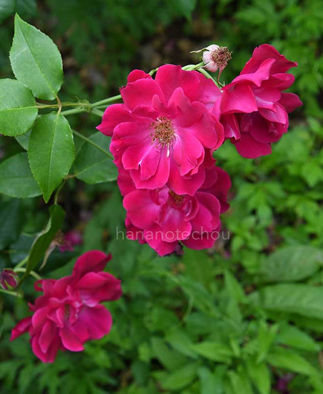 バラ マリーナボナン|花の手帖の薔薇図鑑