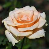 バラ マリリン モンロー｜花の手帖の薔薇図鑑