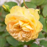 バラ マルキーズ ドゥ ラ ロシュジャクラン|花の手帖の薔薇図鑑