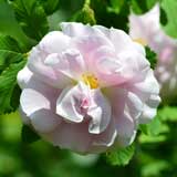 バラ マーティン フロビッシャー|花の手帖の薔薇図鑑