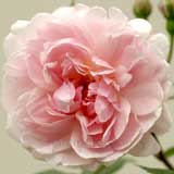 バラ メアリー ディレイニー|花の手帖の薔薇図鑑