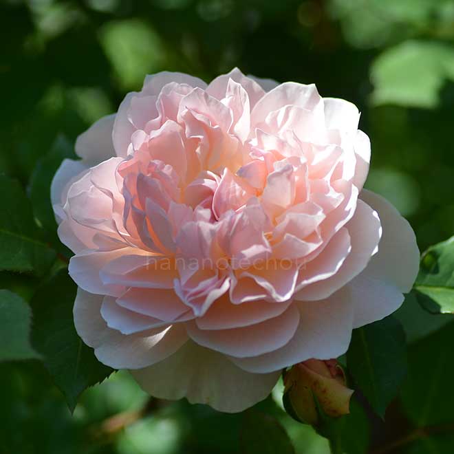 バラ メアリー マグダリン|花の手帖の薔薇図鑑