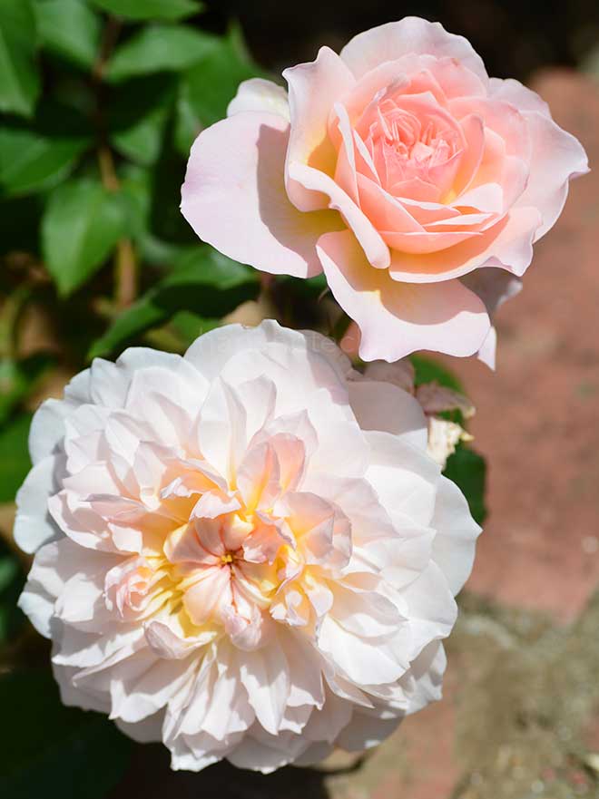 バラ メアリー マグダリン|花の手帖の薔薇図鑑